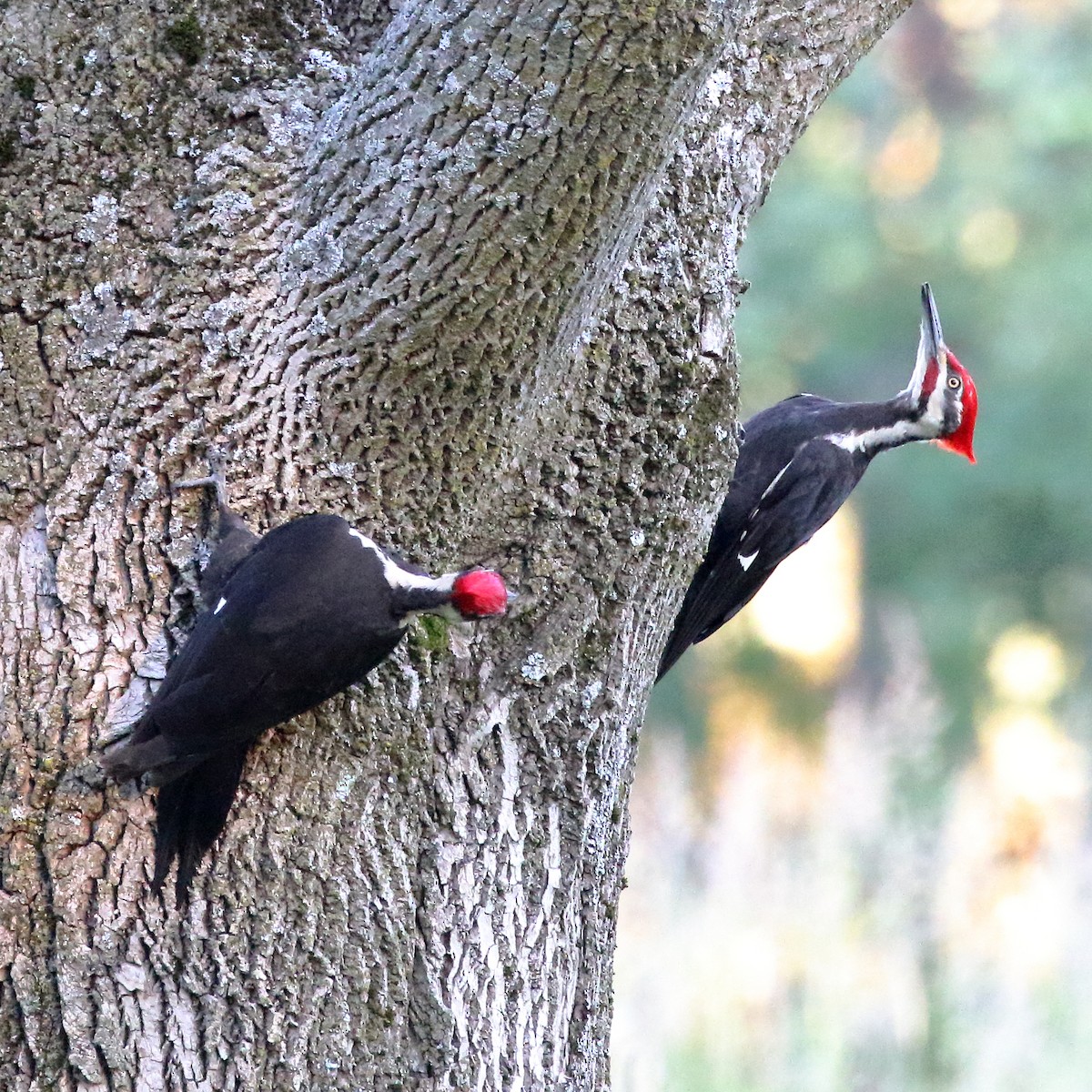 Pileated Woodpecker - David Bird