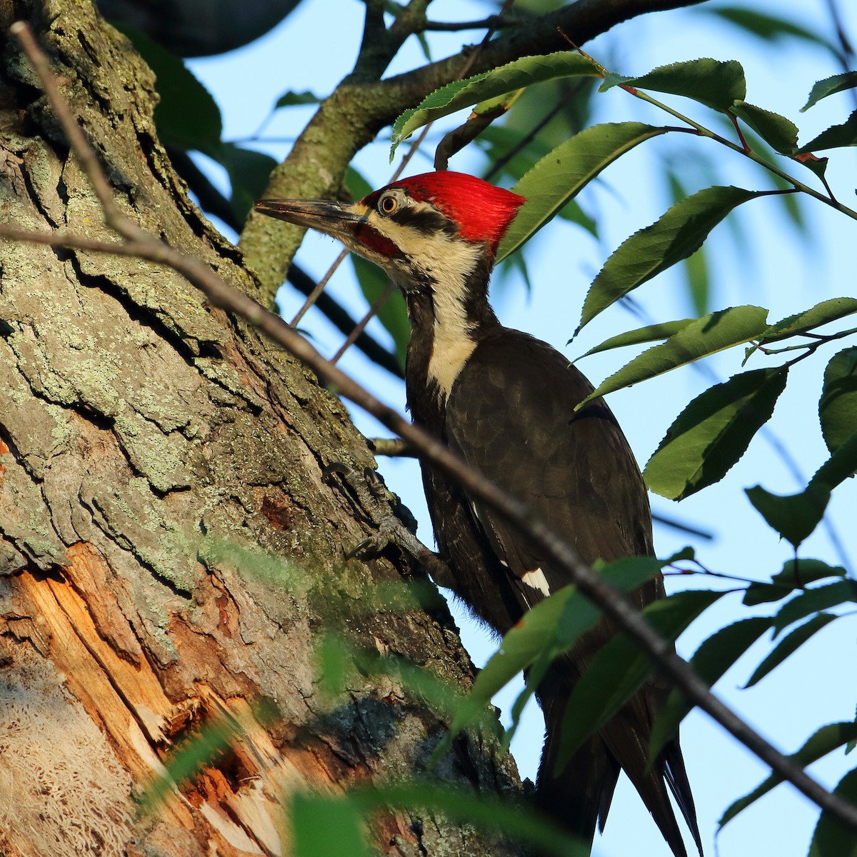 Pileated Woodpecker - ML165735411