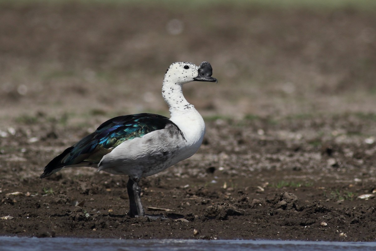 Knob-billed Duck - ML165736241