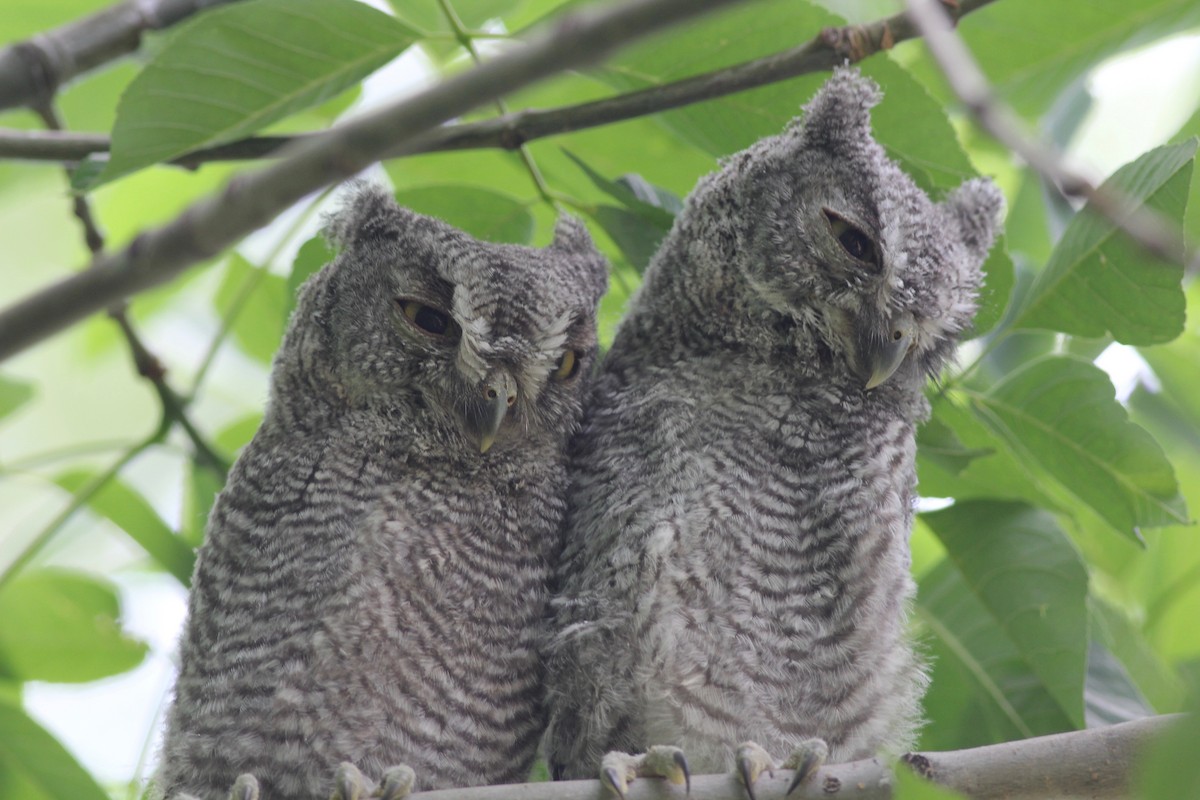 Western Screech-Owl - Eric Hynes