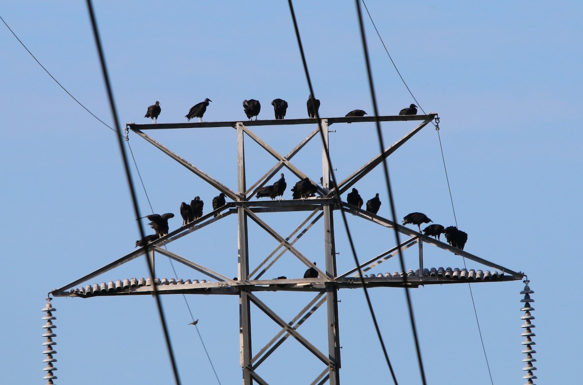 Black Vulture - ML165738251