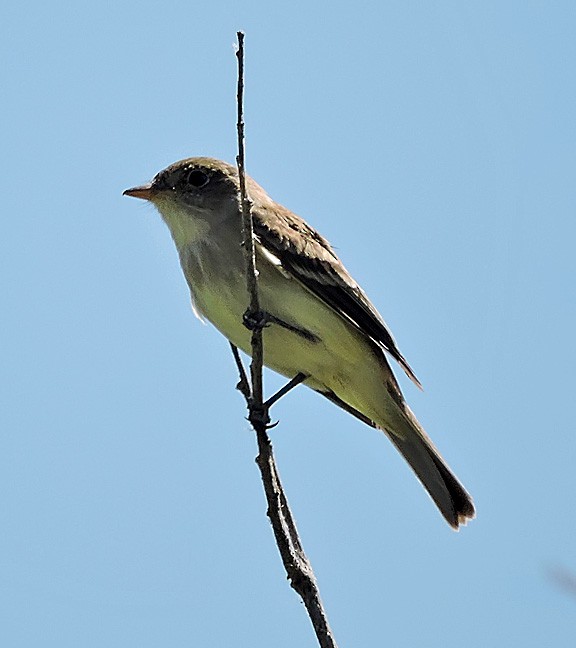 Willow Flycatcher - ML165738451