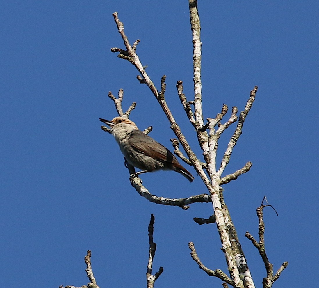 Brown-headed Nuthatch - ML165738571