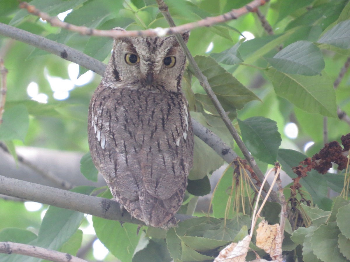 Western Screech-Owl - Luke Pheneger