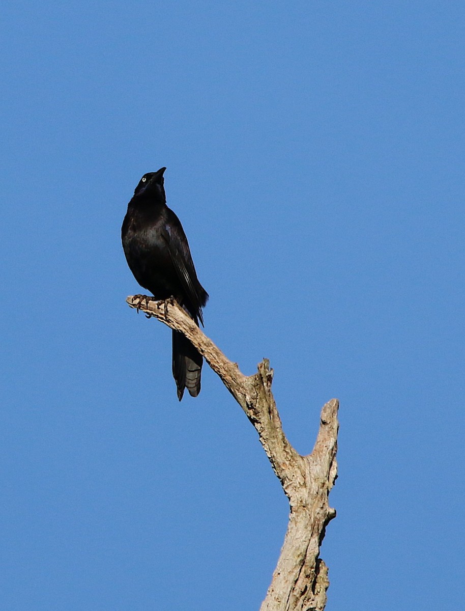 Common Grackle - ML165738691