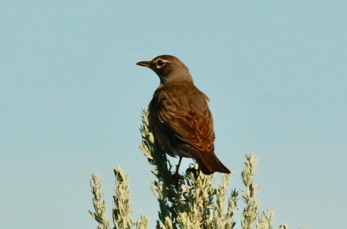 American Robin - ML165739271