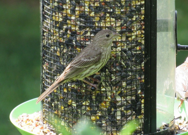 House Finch - ML165740581