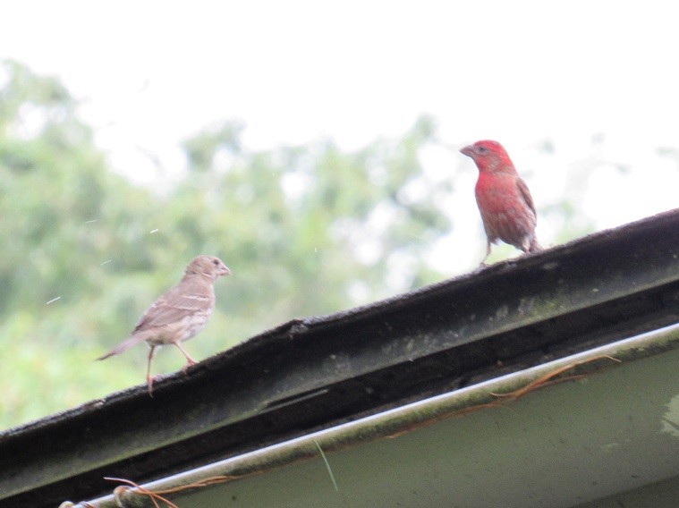 House Finch - ML165740601