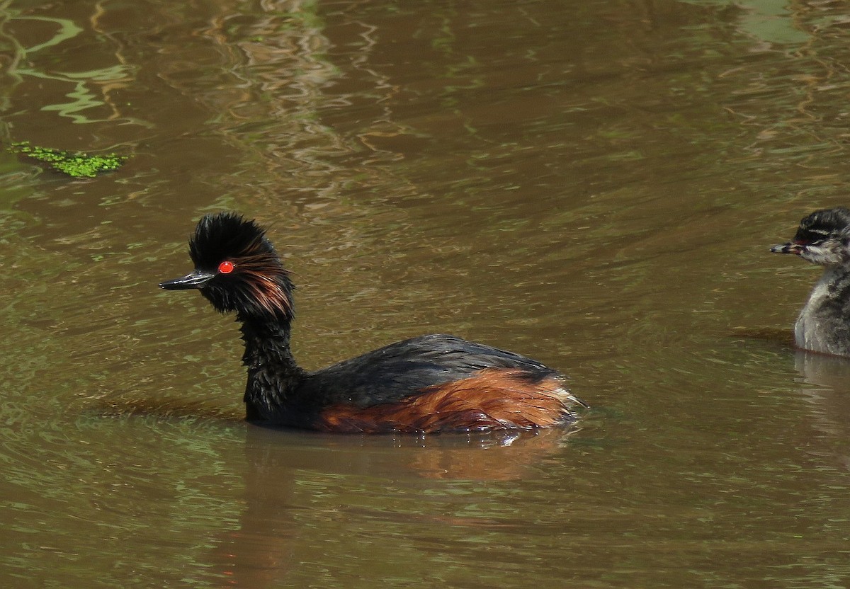 Eared Grebe - ML165740781