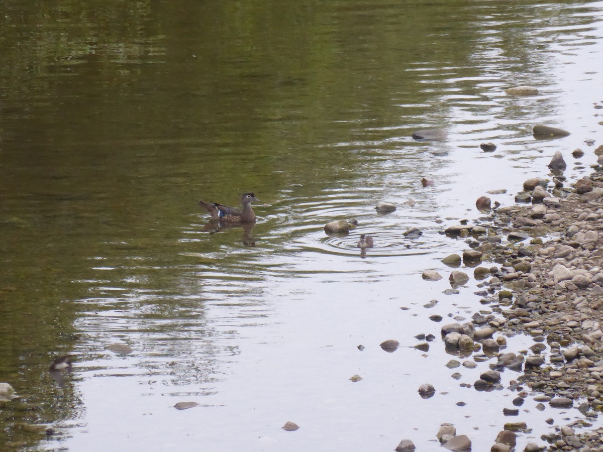 Wood Duck - ML165742351