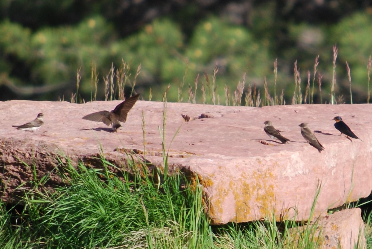 Northern Rough-winged Swallow - ML165744651