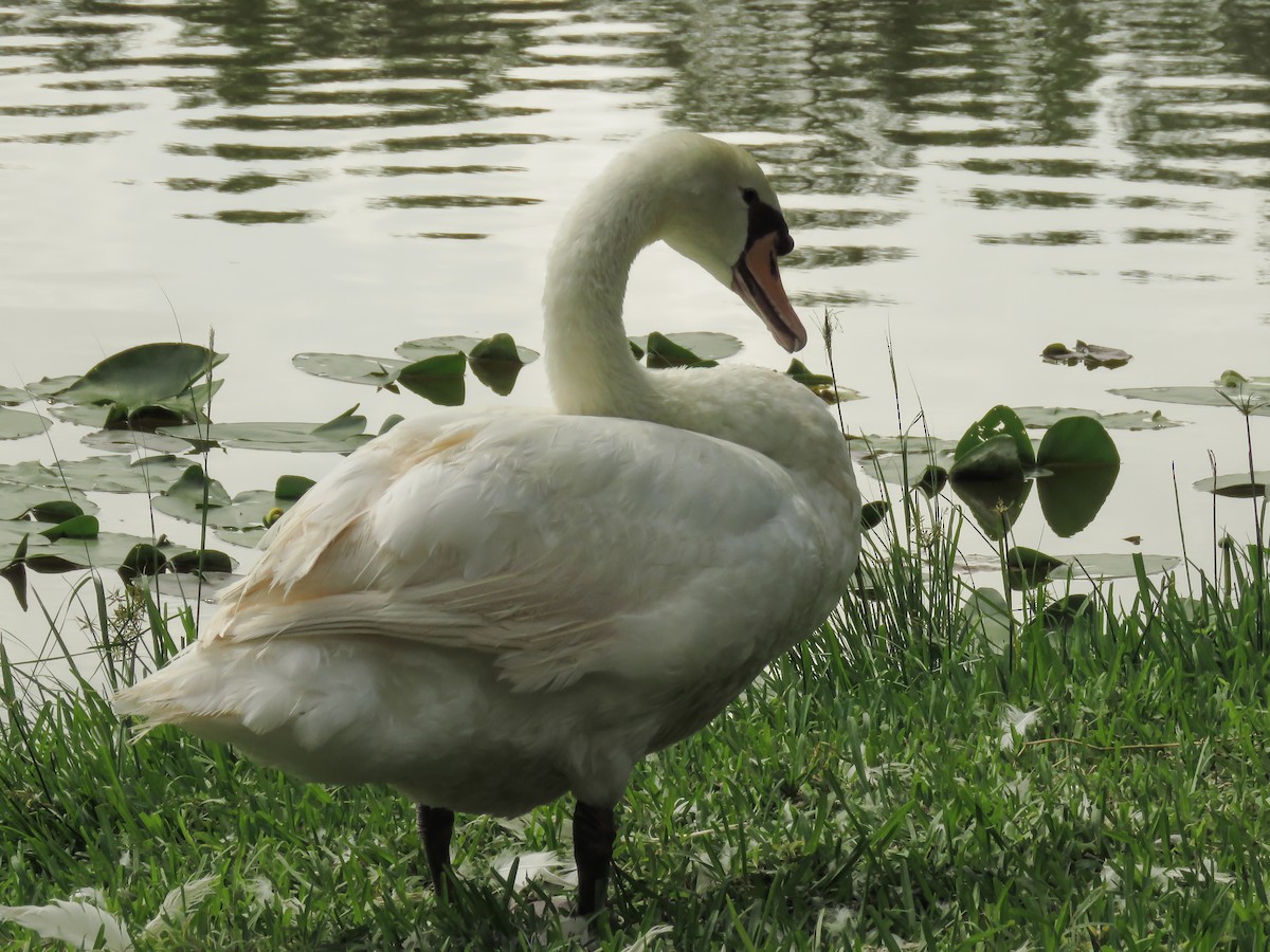 Mute Swan - Arthur Gomes