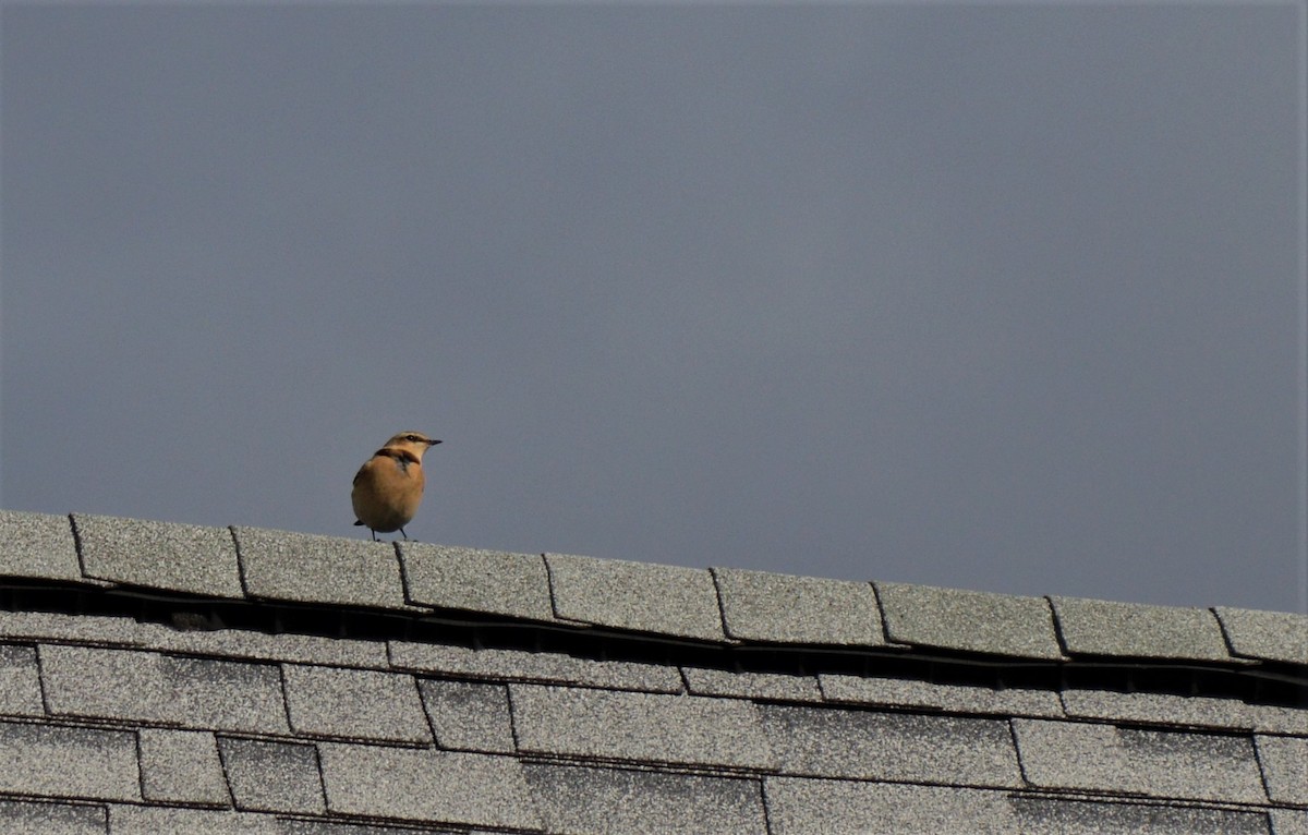 Northern Wheatear - ML165745051