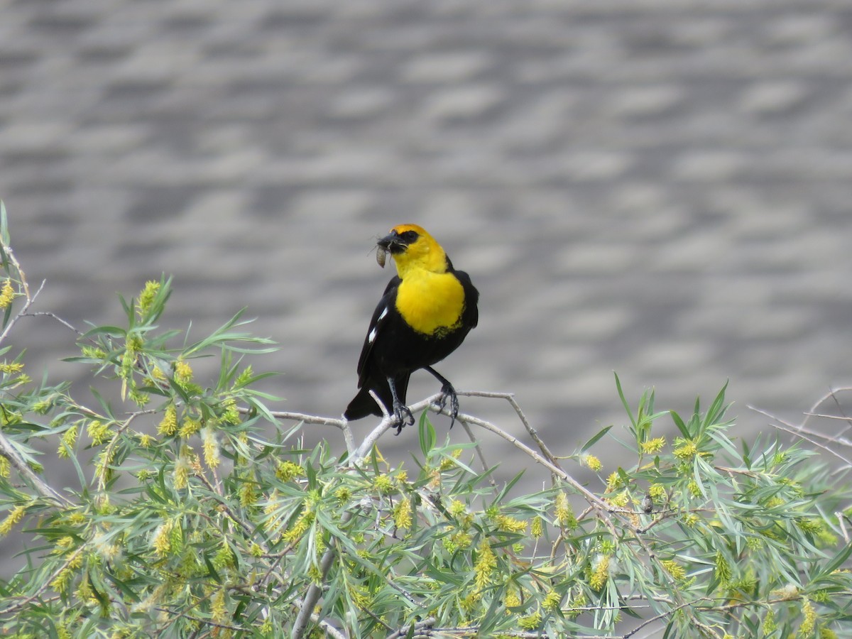 Yellow-headed Blackbird - Meg Reck