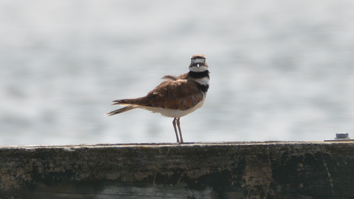 Killdeer - Carl Winstead