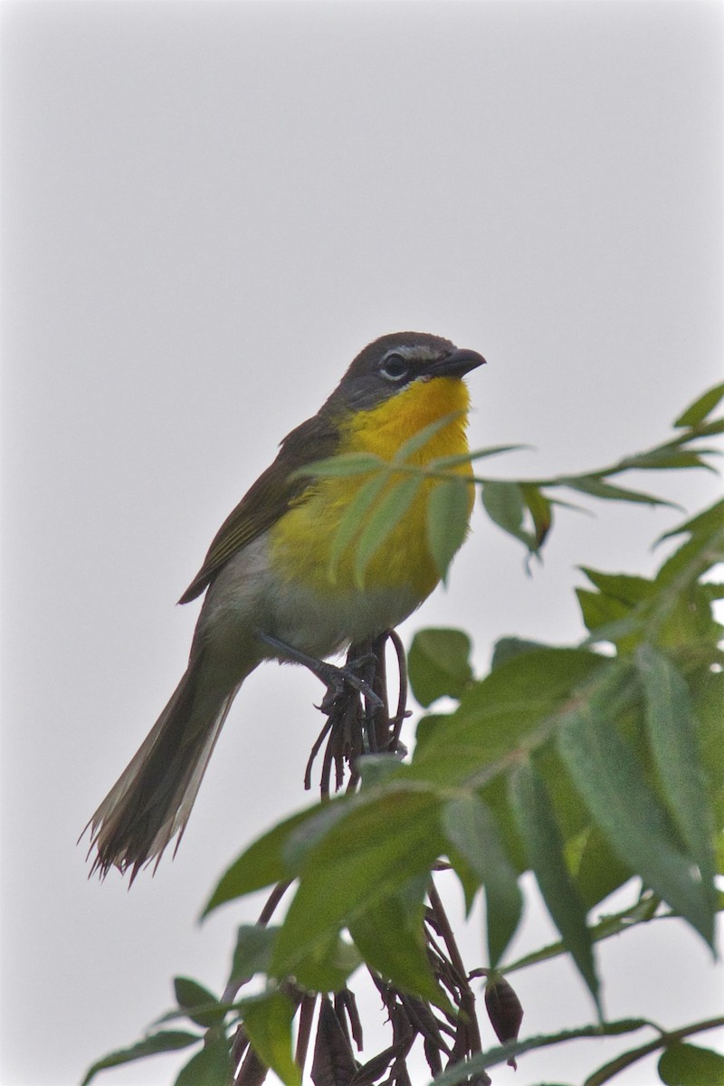 Yellow-breasted Chat - Ron Shrieves