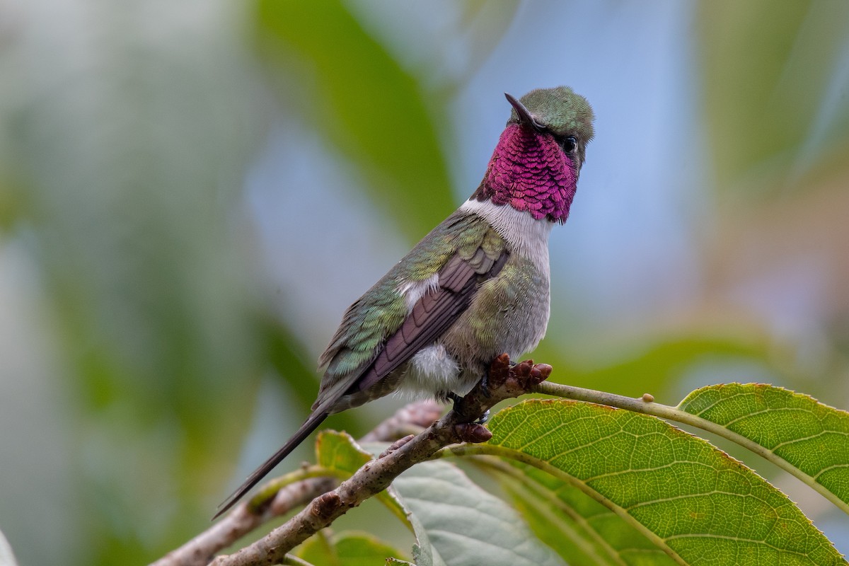 Colibrí Amatista - ML165750861