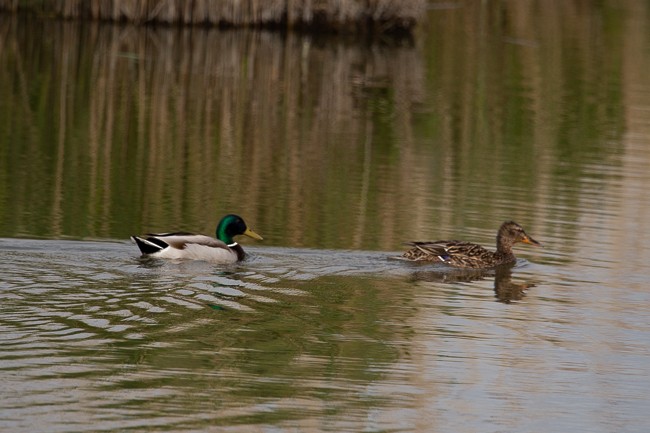 Mallard - Ann Van Sant