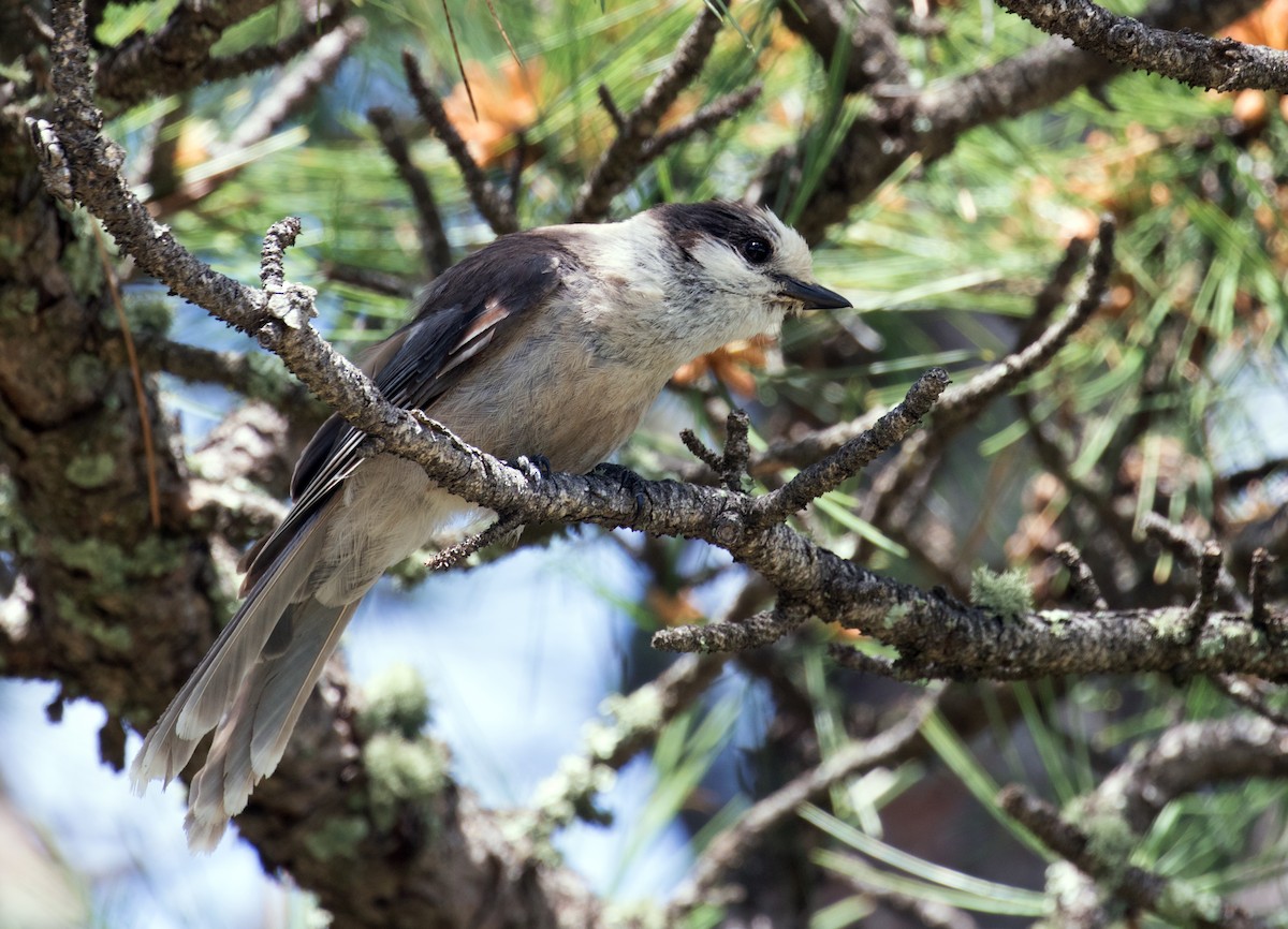 Canada Jay - ML165752491