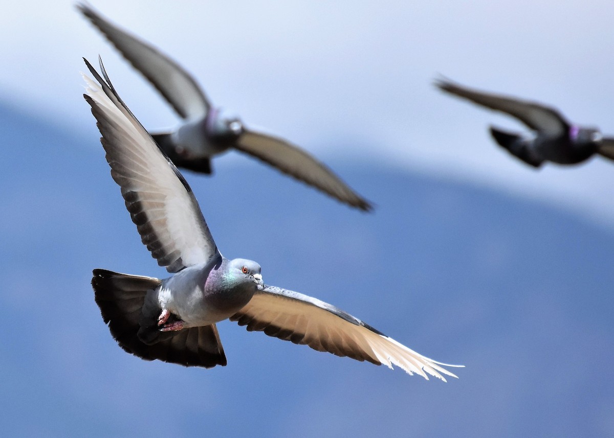 Rock Pigeon (Feral Pigeon) - ML165752721