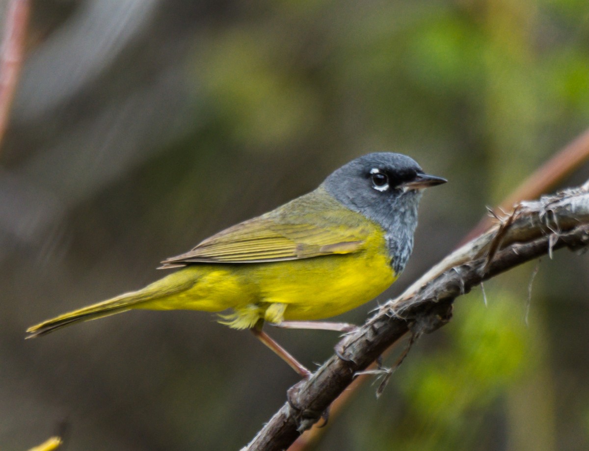 MacGillivray's Warbler - ML165753741