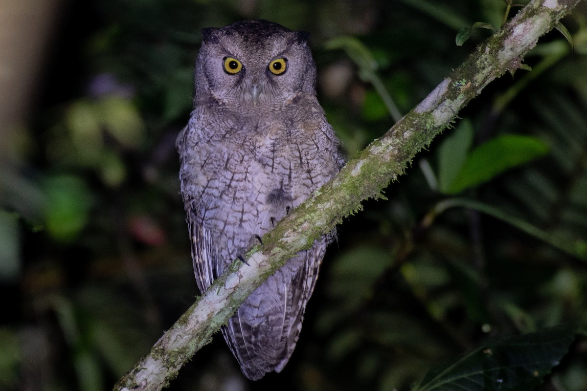 Black-capped Screech-Owl - ML165755871