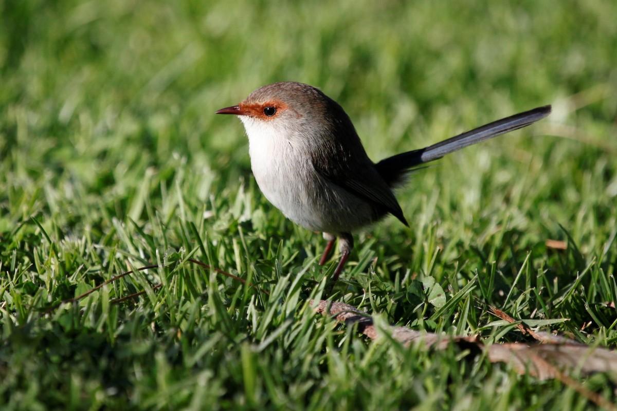 Superb Fairywren - ML165756661