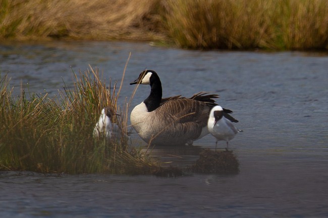 Canada Goose - ML165757931