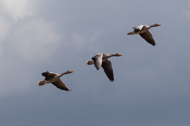 Graylag Goose - ML165758001