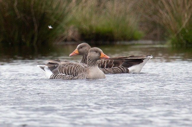 Graylag Goose - ML165758011