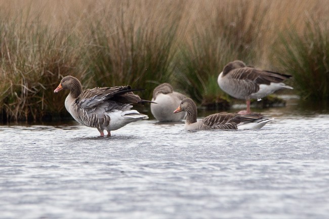 Graylag Goose - ML165758021