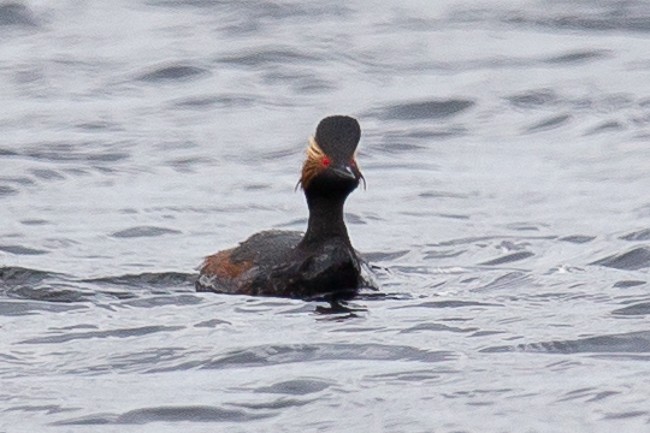 Eared Grebe - ML165758091