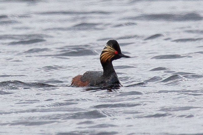 Eared Grebe - ML165758101