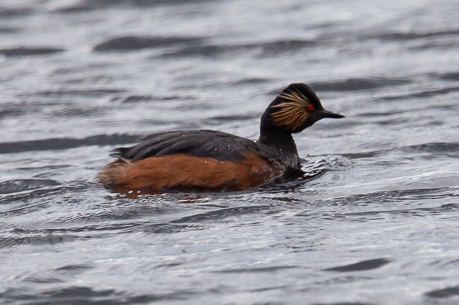 Eared Grebe - ML165758111