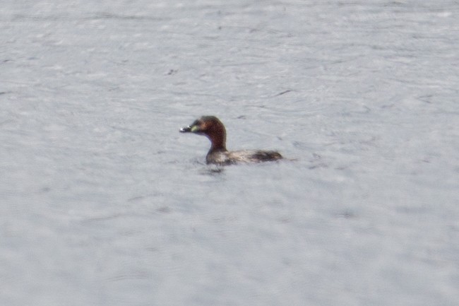 Little Grebe - Ann Van Sant