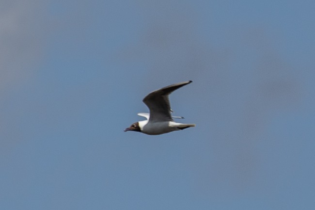 Black-headed Gull - ML165758191