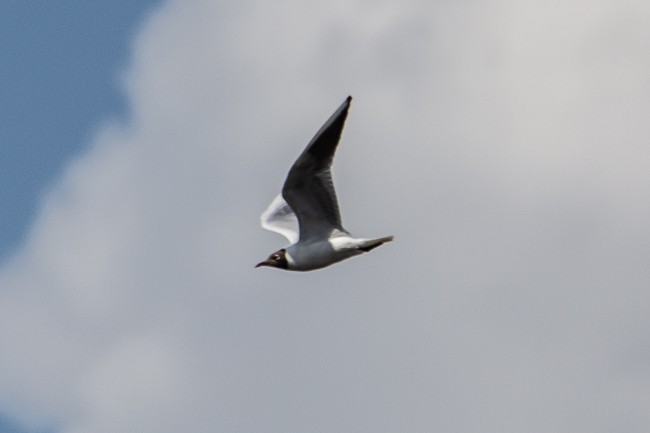 Black-headed Gull - ML165758201