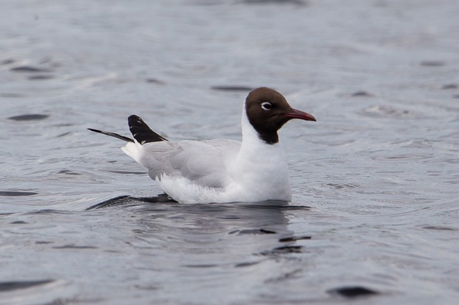 Black-headed Gull - ML165758211