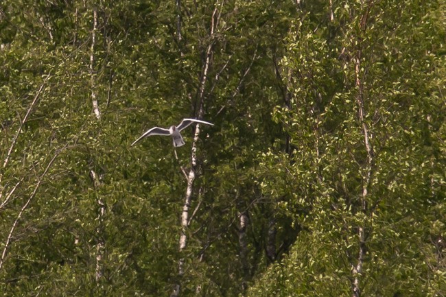 Little Gull - ML165758471