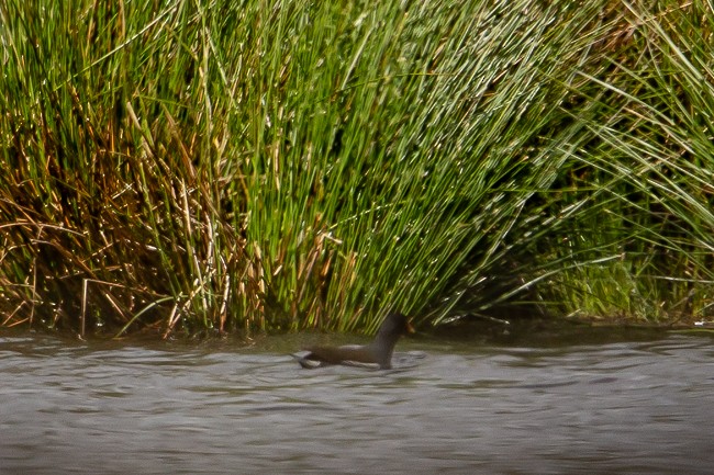 Eurasian Moorhen - ML165758581