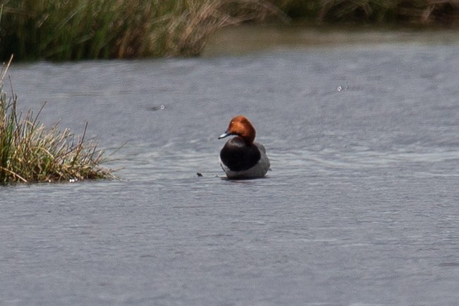 Common Pochard - ML165758601