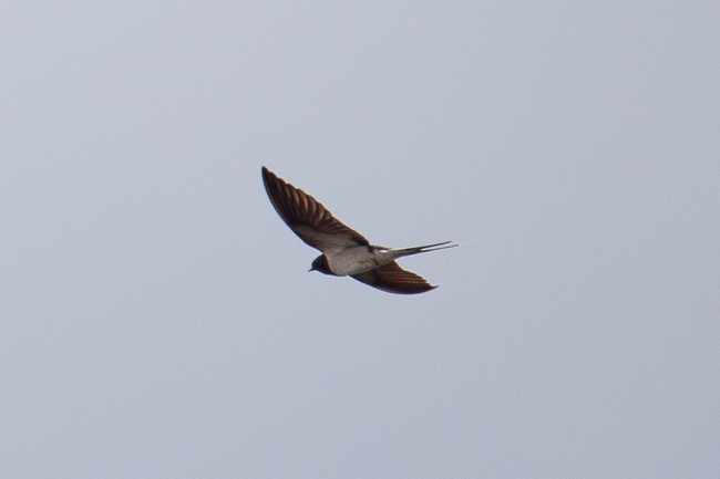 Barn Swallow - ML165758651