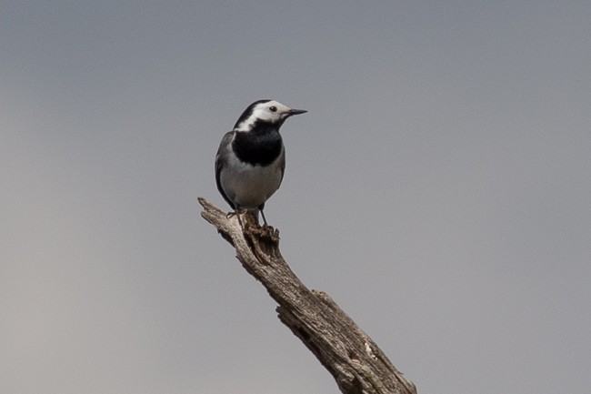 White Wagtail - ML165758771