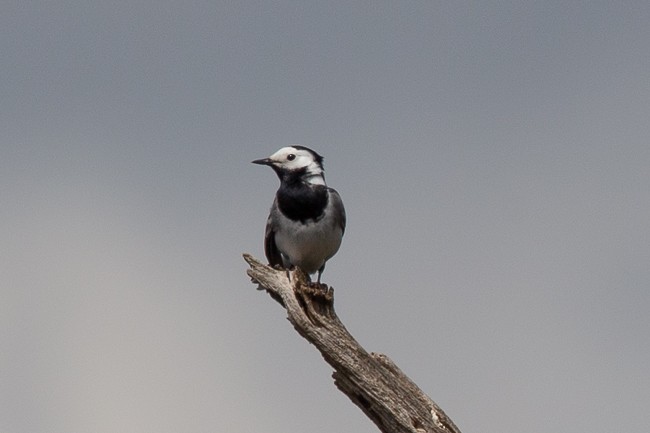 White Wagtail - ML165758781