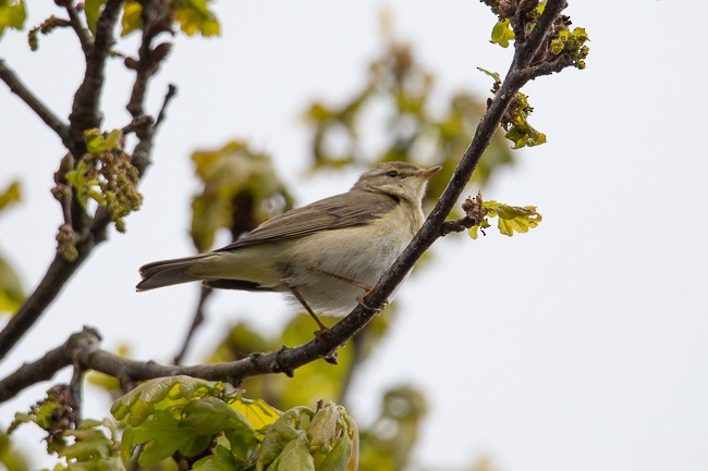 Willow Warbler - ML165758851