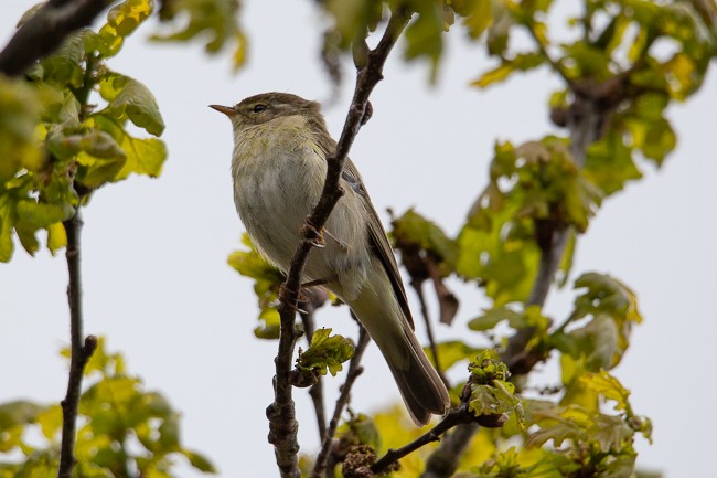 Willow Warbler - ML165758871