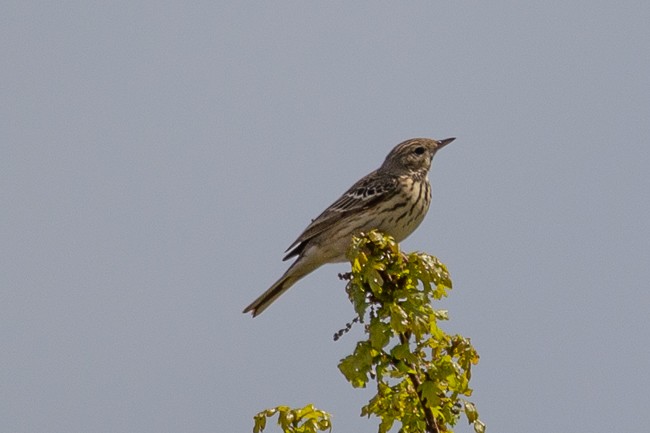 Tree Pipit - ML165758961