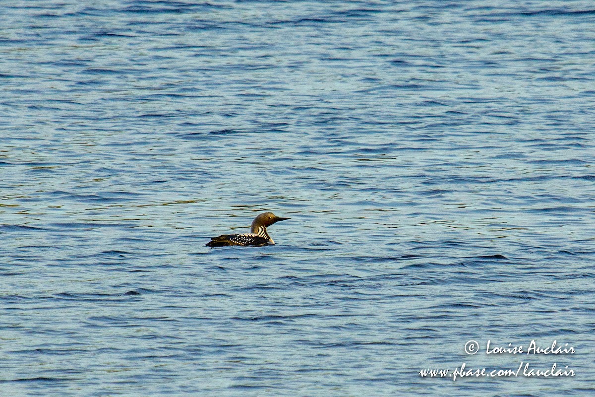 Pacific Loon - Louise Auclair