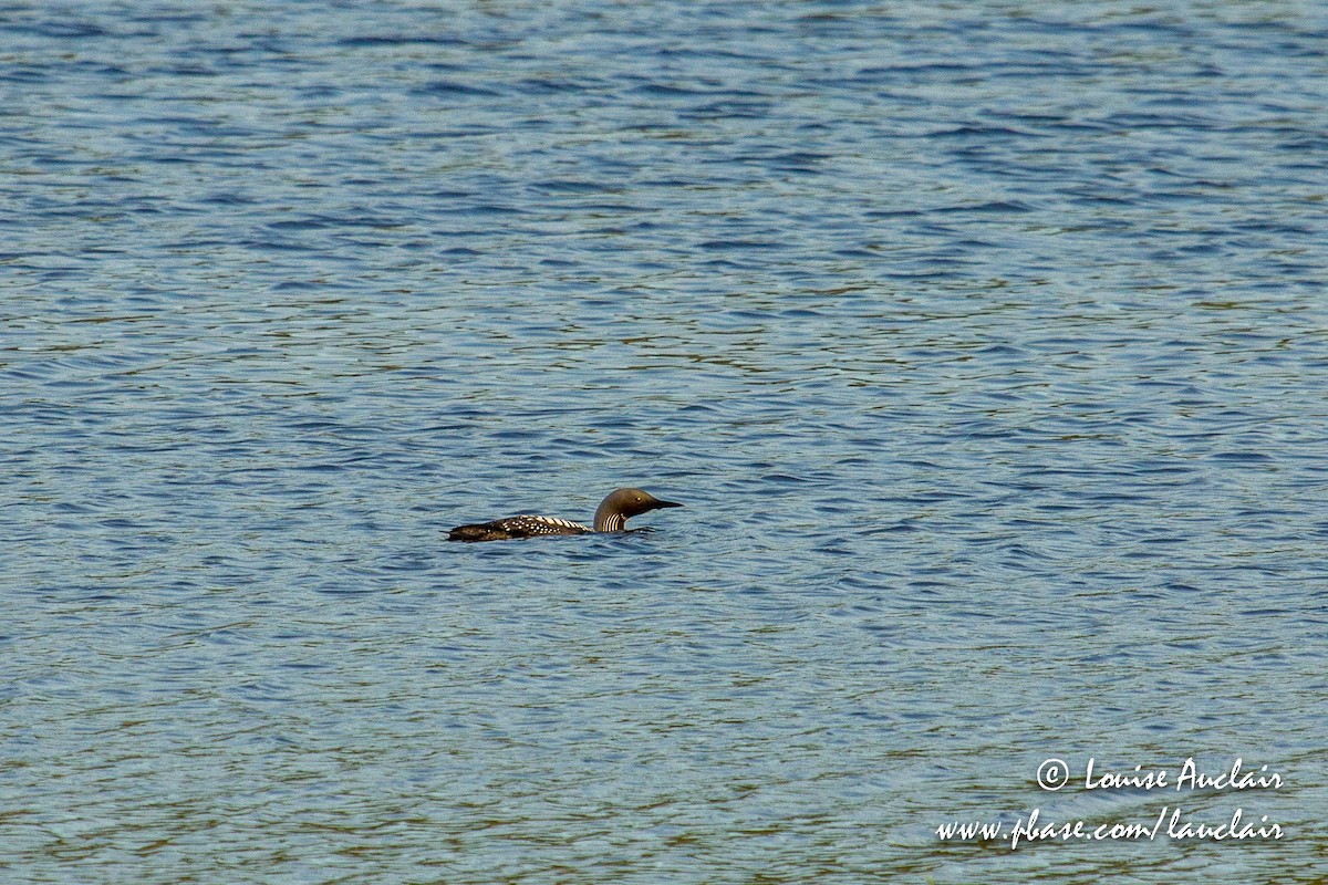 Pacific Loon - Louise Auclair