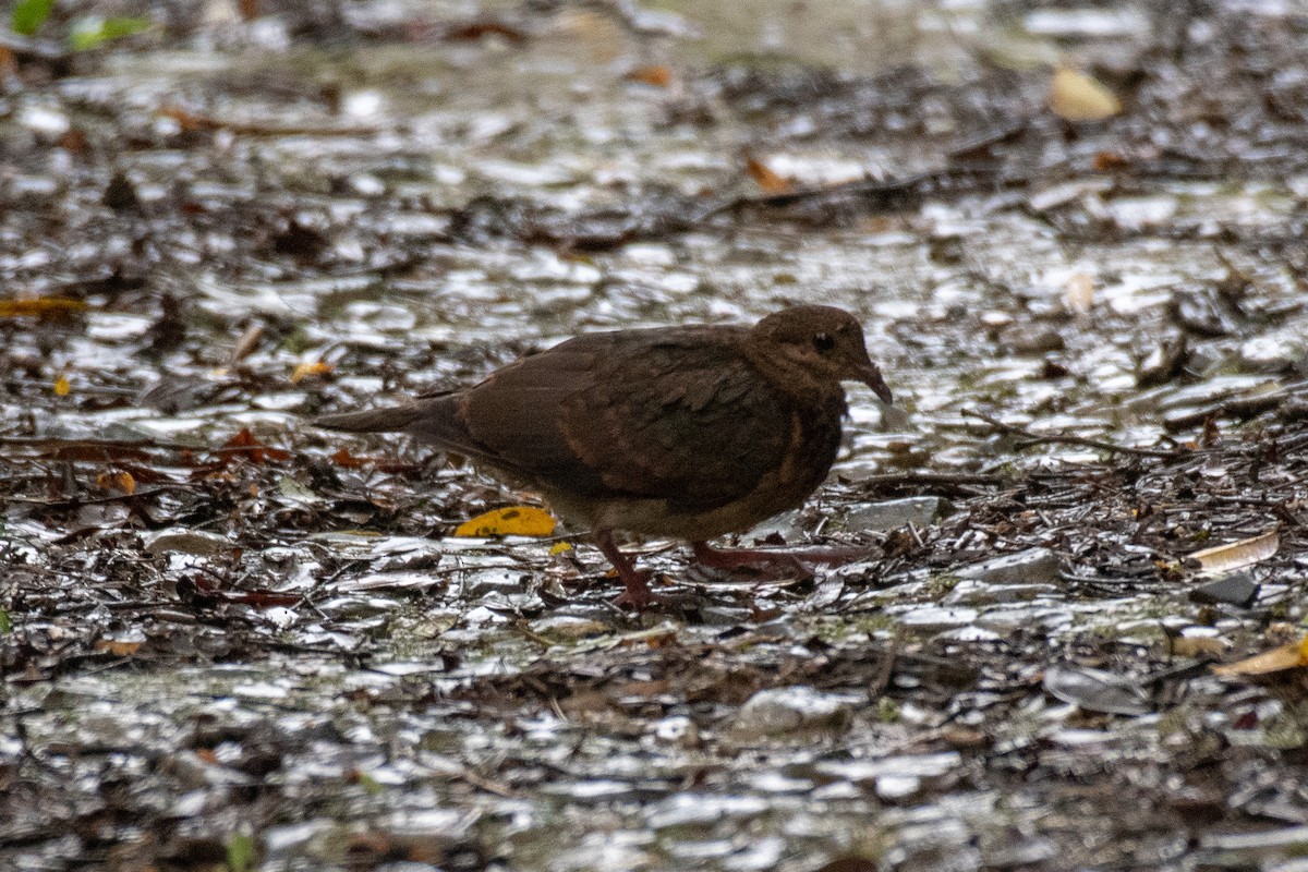 Ruddy Quail-Dove - ML165759911